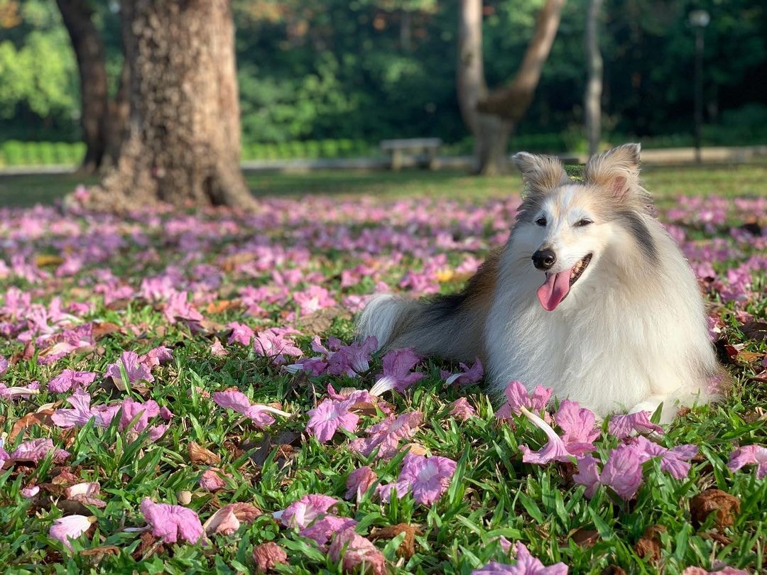 Singapore sakura trumpet flower East Coast Park
