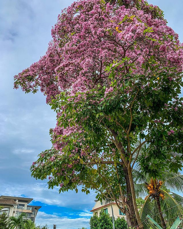 Singapore sakura trumpet flower Joo Chiat