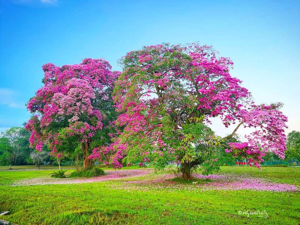 Singapore sakura trumpet flower Jalan Bahar