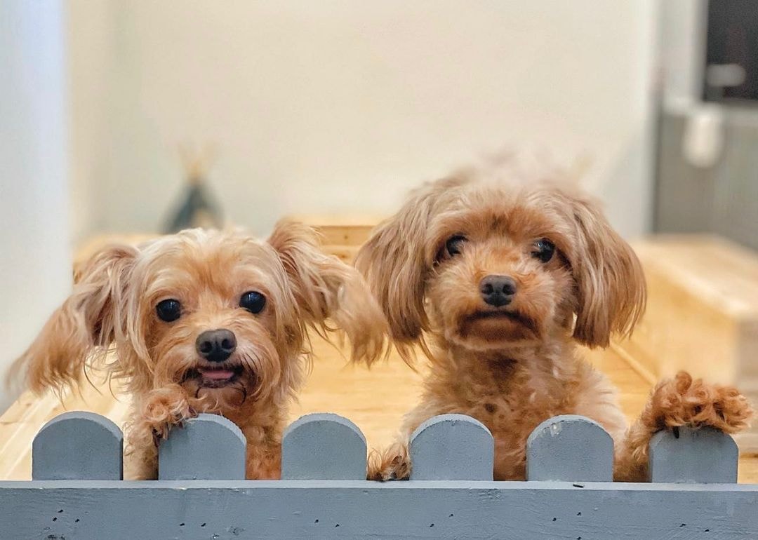 Cookie & Cuddle dog cafe Singapore