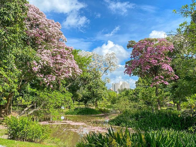 Singapore sakura trumpet flower Jurong Lake Gardens