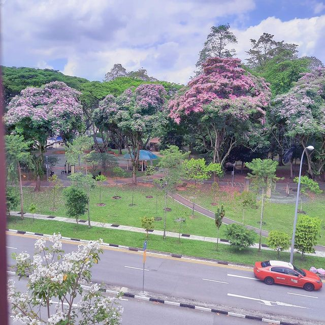 Singapore sakura trumpet flower Yishun Park