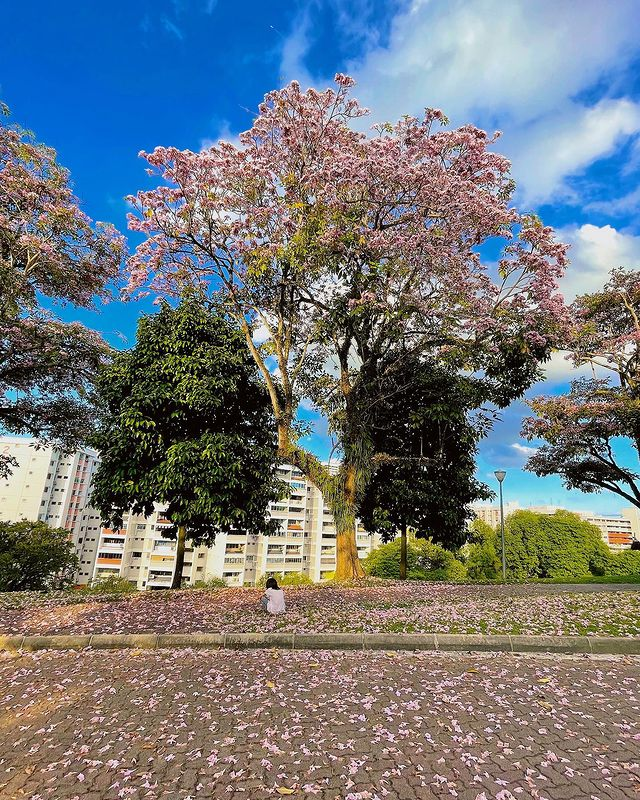 Singapore Sakura trumpet flower Yishun Hill