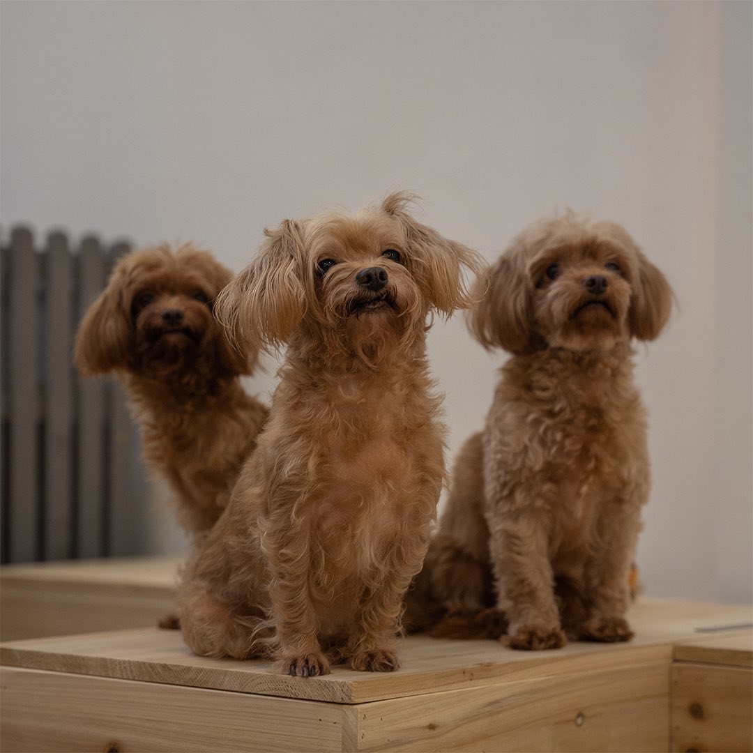 Cookie & Cuddle dog cafe Singapore