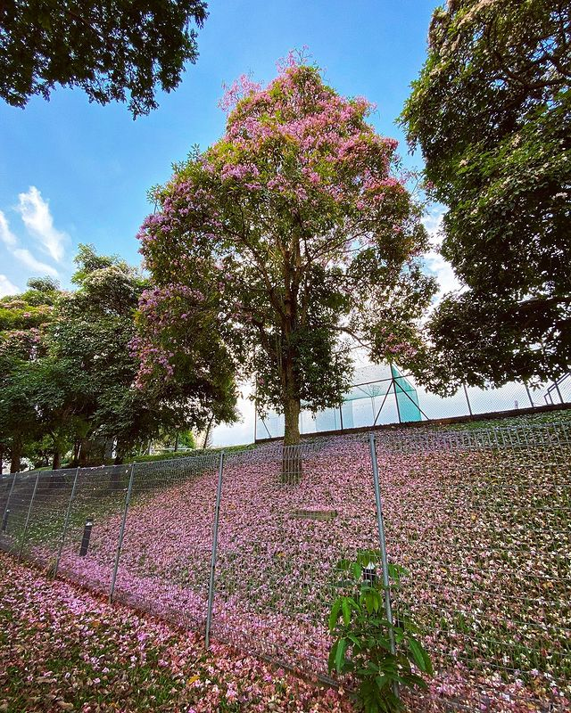 Singapore sakura trumpet flower sports school