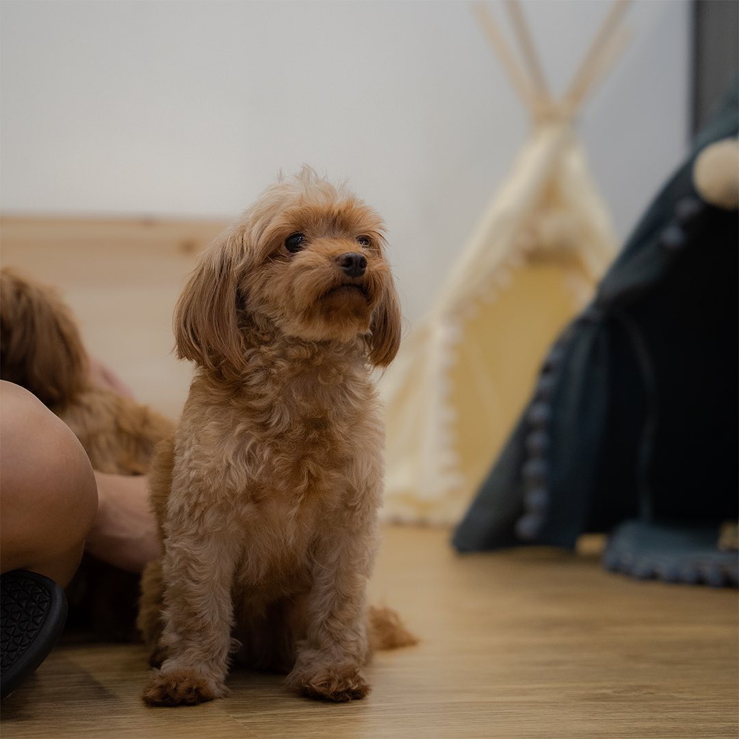 Cookie & Cuddle dog cafe Singapore