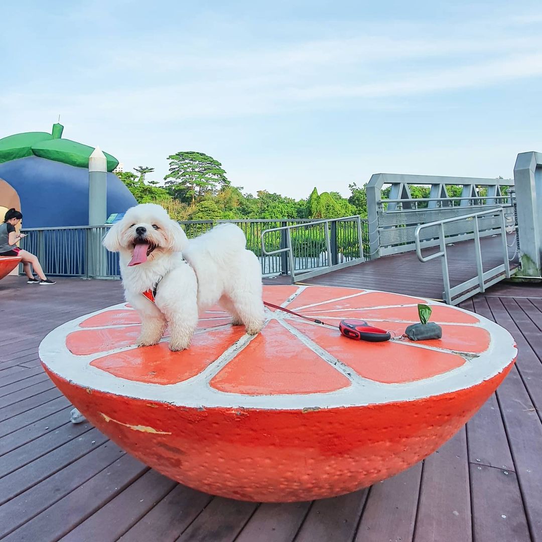 Dog on orange slices at Sengkang Riverside Park