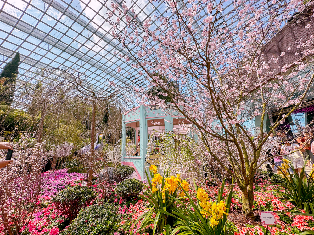 Sakura 2023 at Gardens by the Bay Singapore