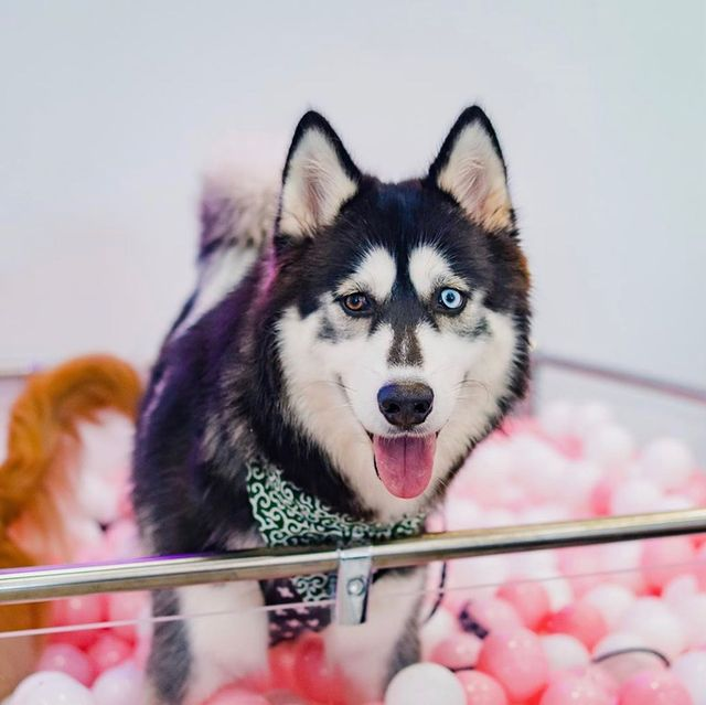 Wooftopia Pet Cafe Singapore