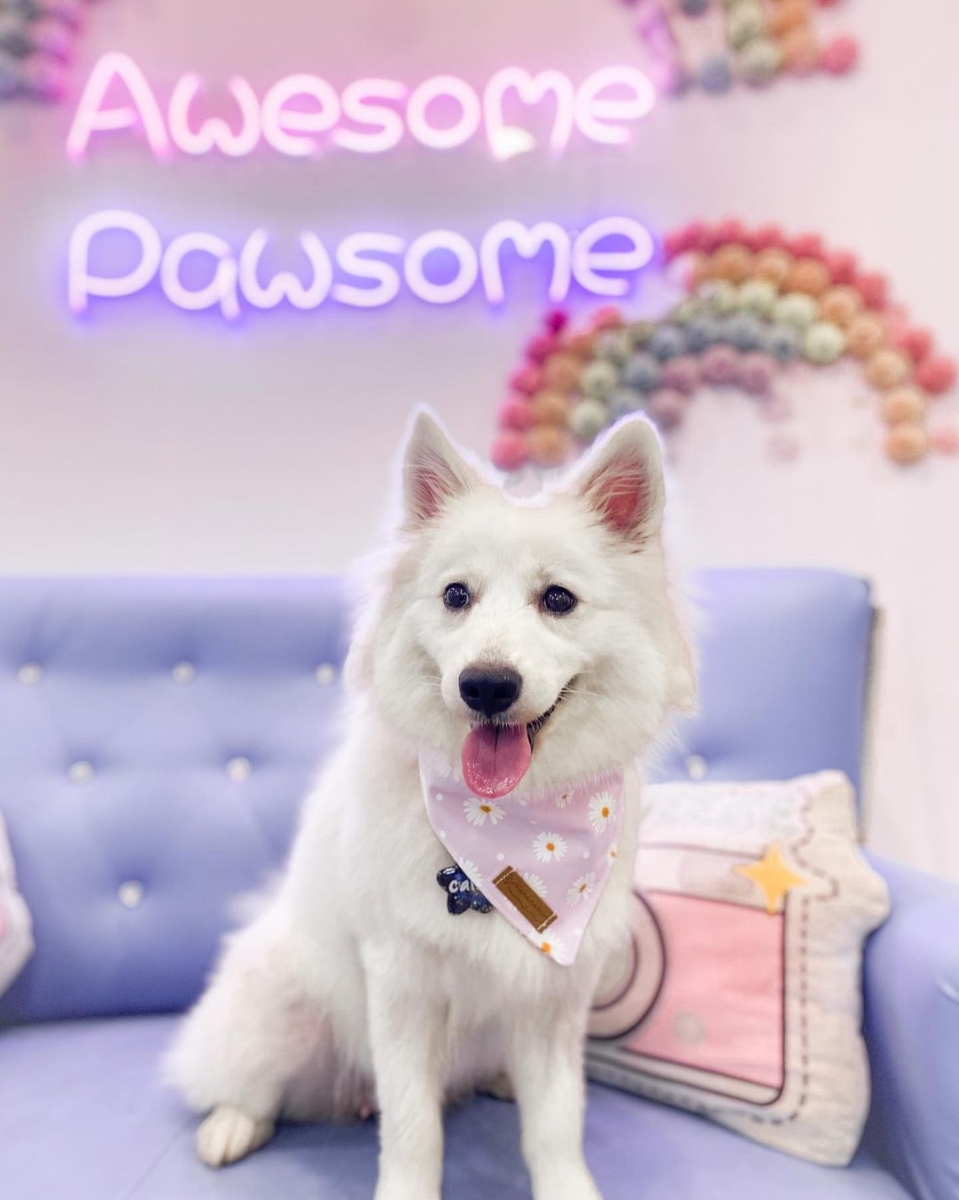 Wooftopia Pet Cafe Singapore