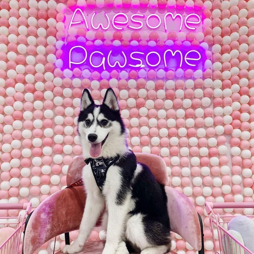 Wooftopia Pet Cafe Singapore