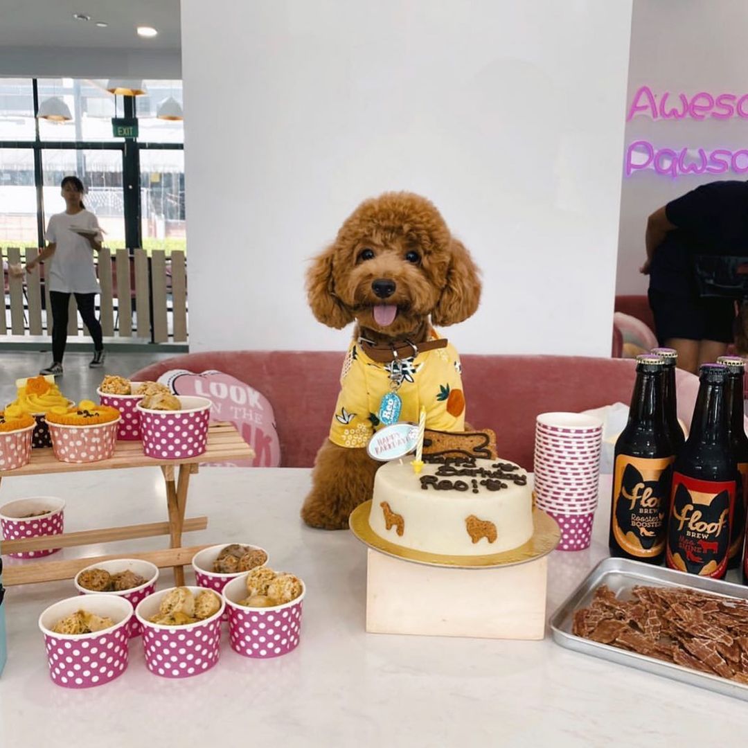 Wooftopia Pet Cafe Singapore