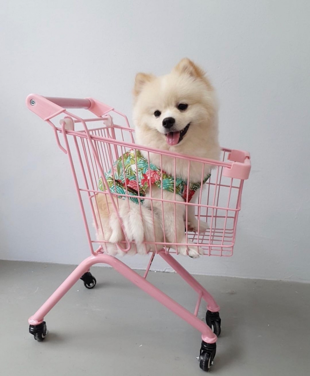 Wooftopia Pet Cafe Singapore