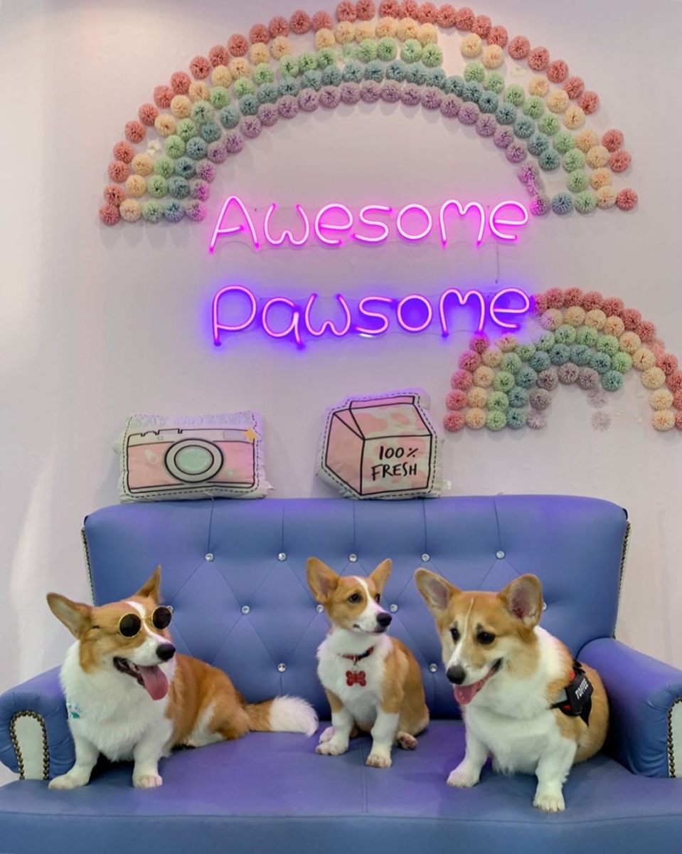 Wooftopia Pet Cafe Singapore