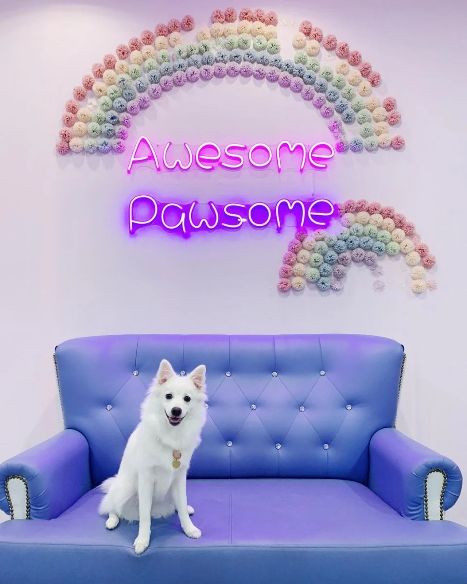 Wooftopia dog cafe Singapore
