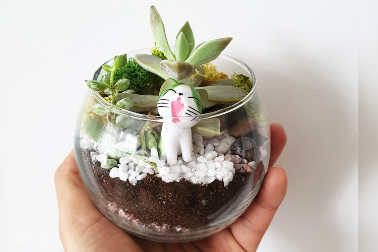 Succulent terrarium DIY kit Singapore