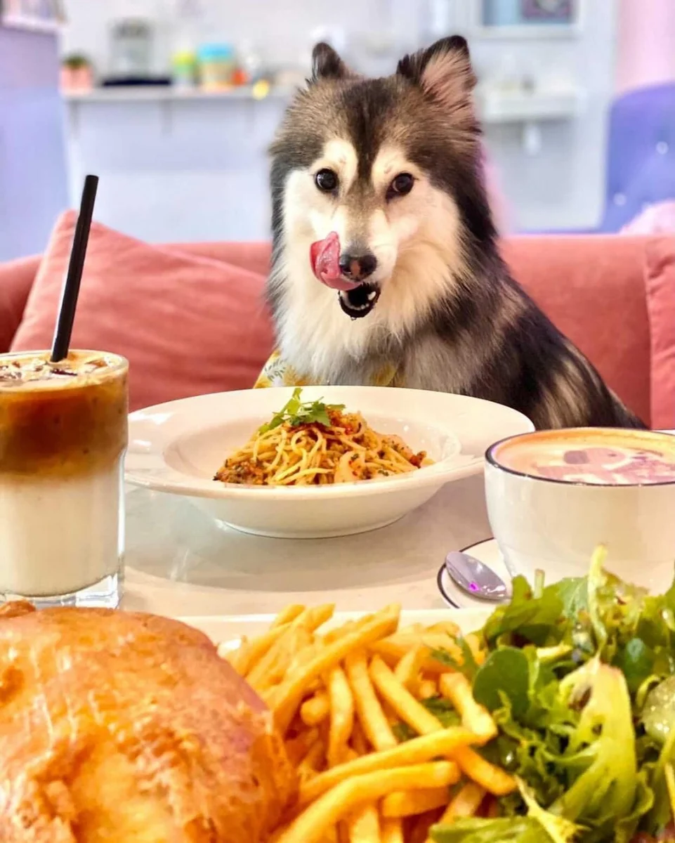 Wooftopia dog cafe Singapore