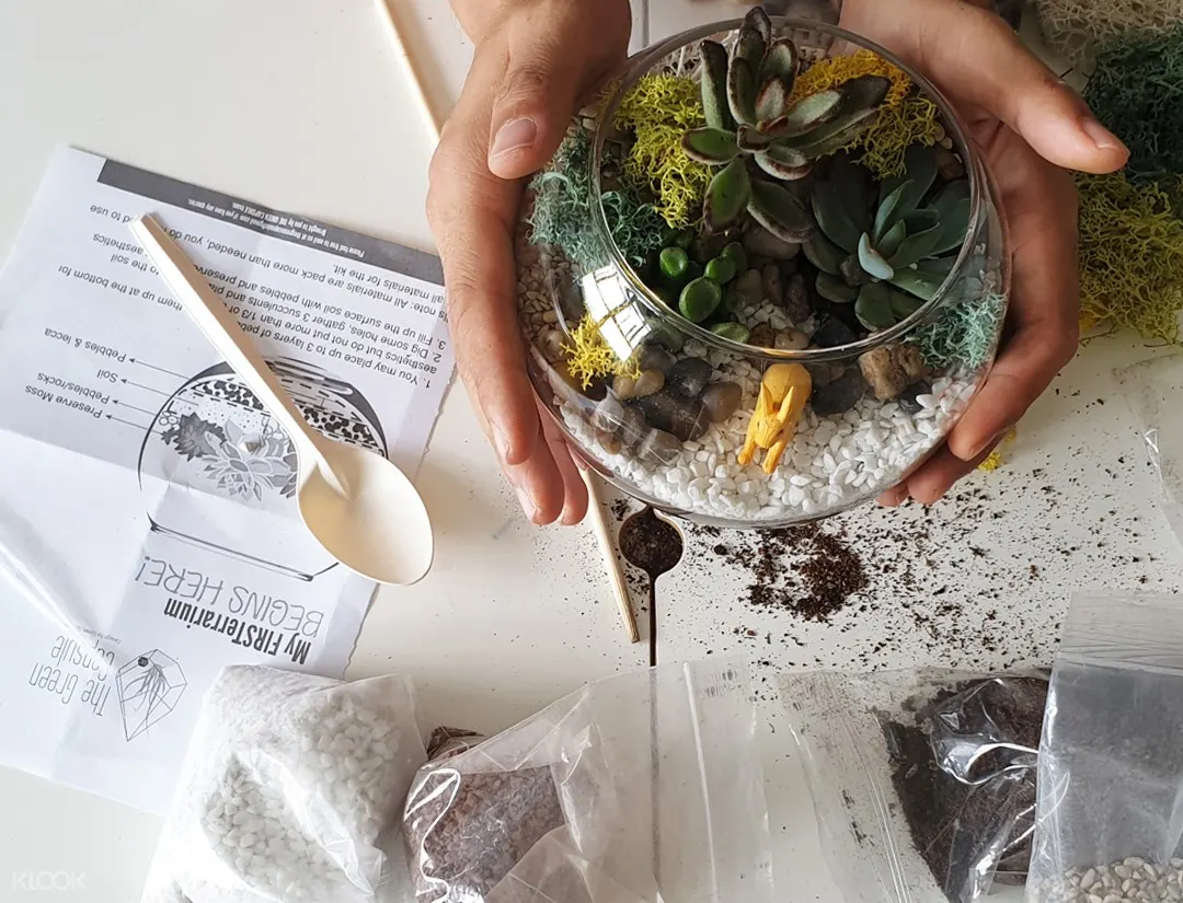 Succulent terrarium DIY kit Singapore