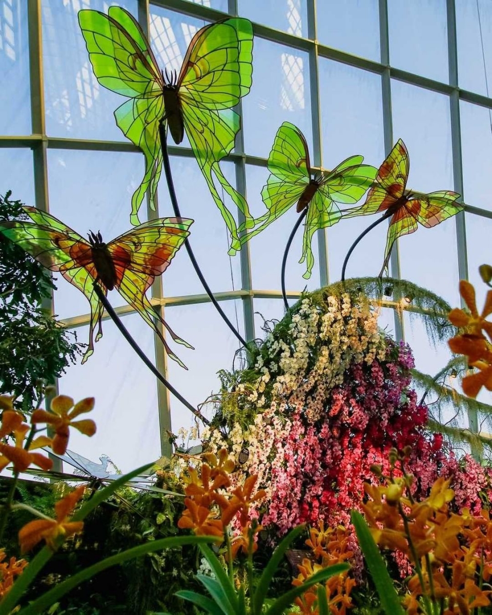 Flight Of The Moth Orchid display with butterflies