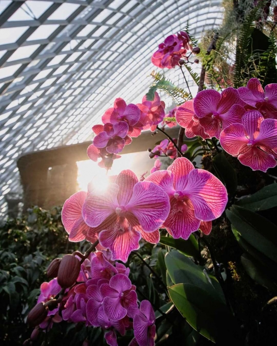 Flight Of The Moth Orchid purple orchid