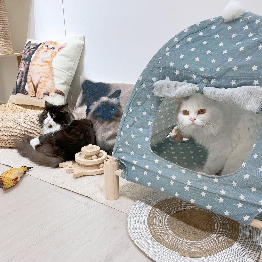 Paws Claws Cat Cafe Singapore