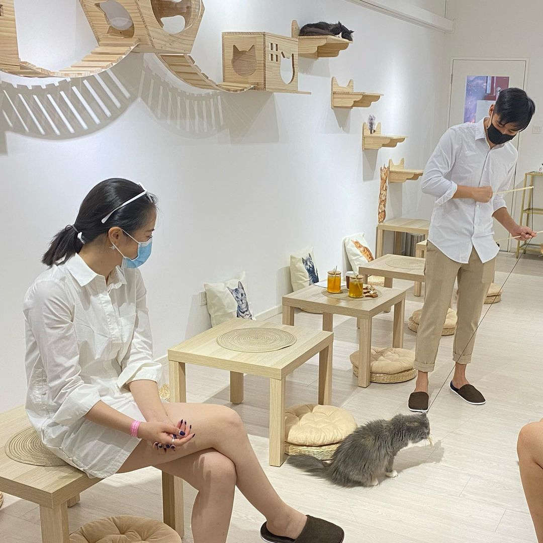 Paws Claws Cat Cafe Singapore