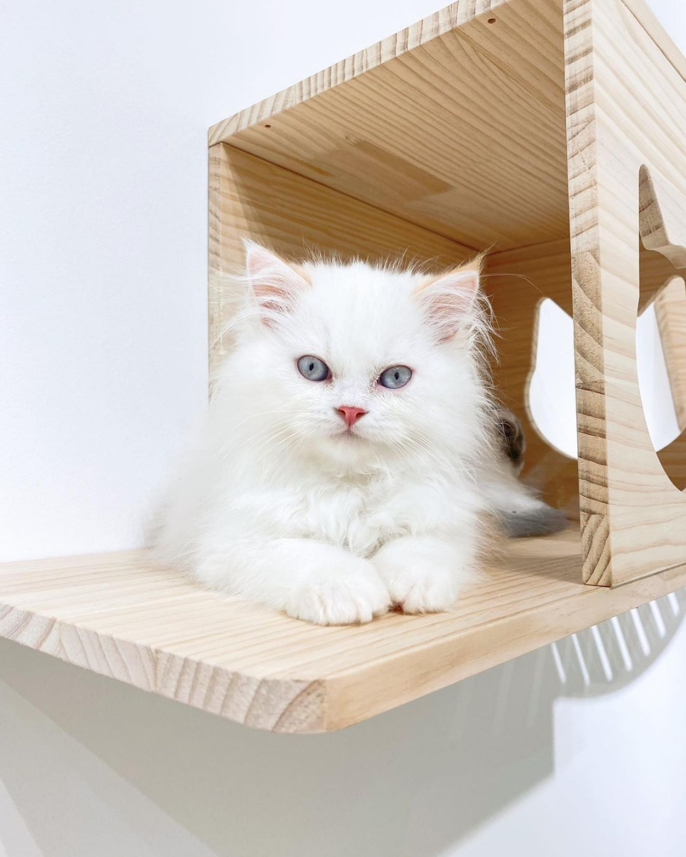 Paws Claws Cat Cafe Singapore