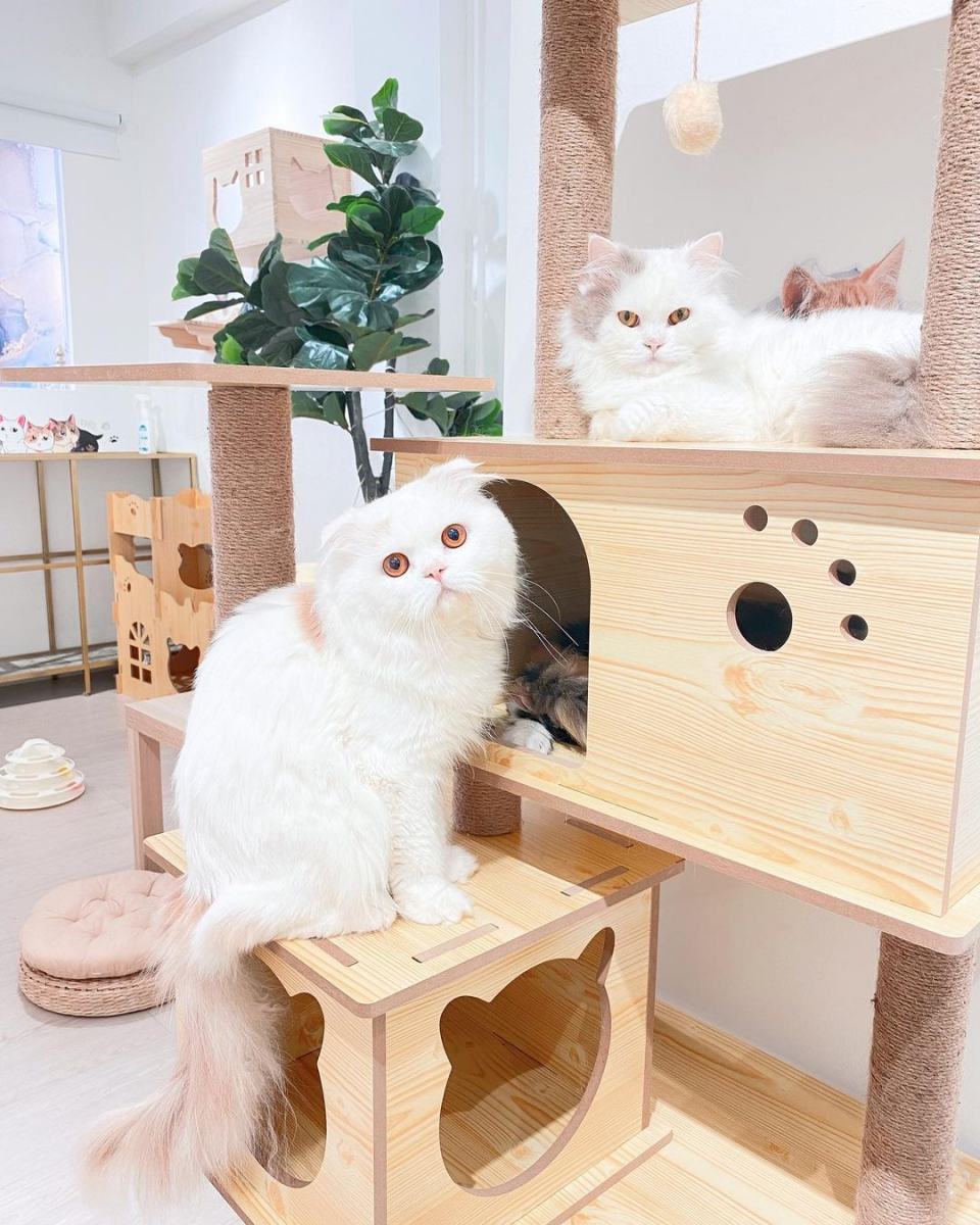 Paws Claws Cat Cafe Singapore