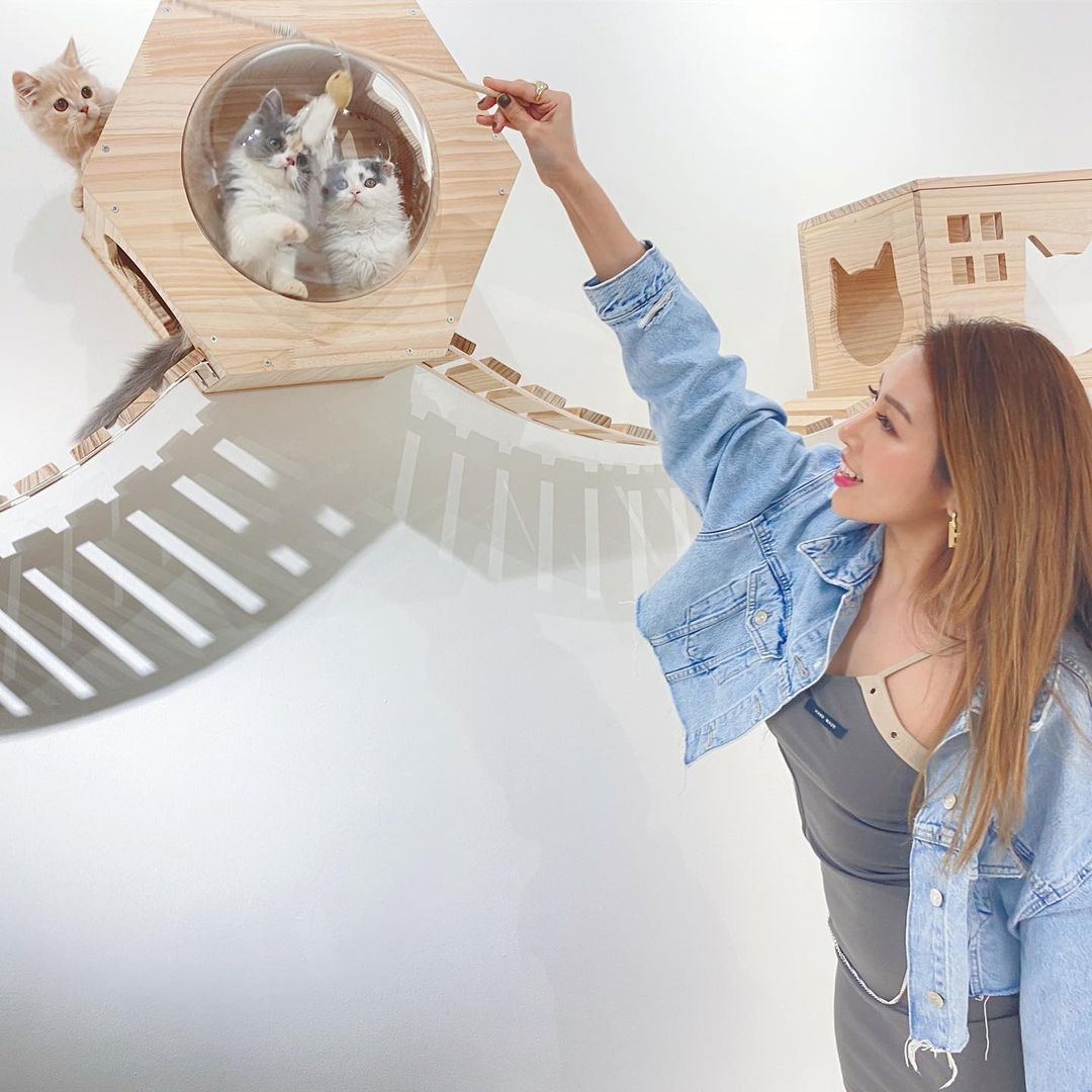 Paws Claws Cat Cafe Singapore