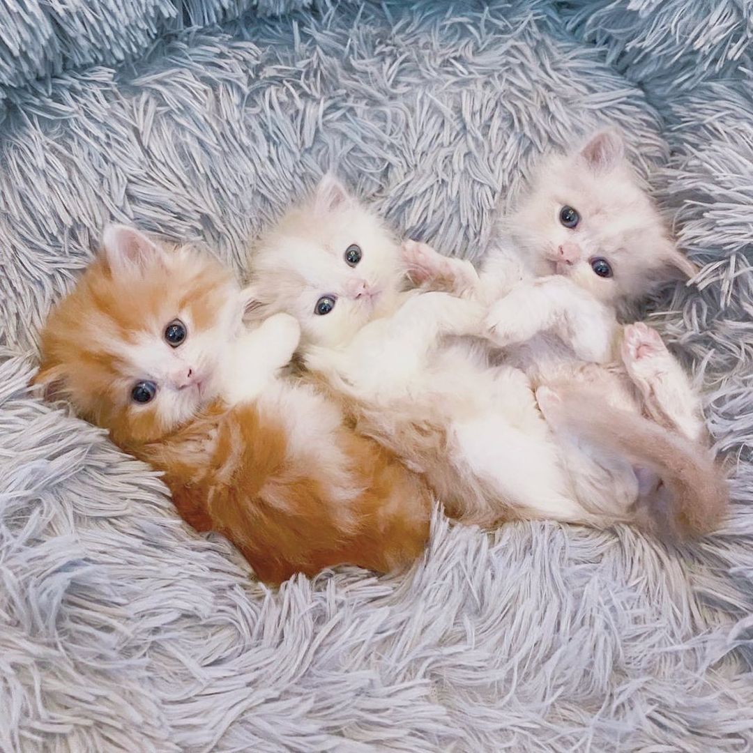 Paws Claws Cat Cafe Singapore