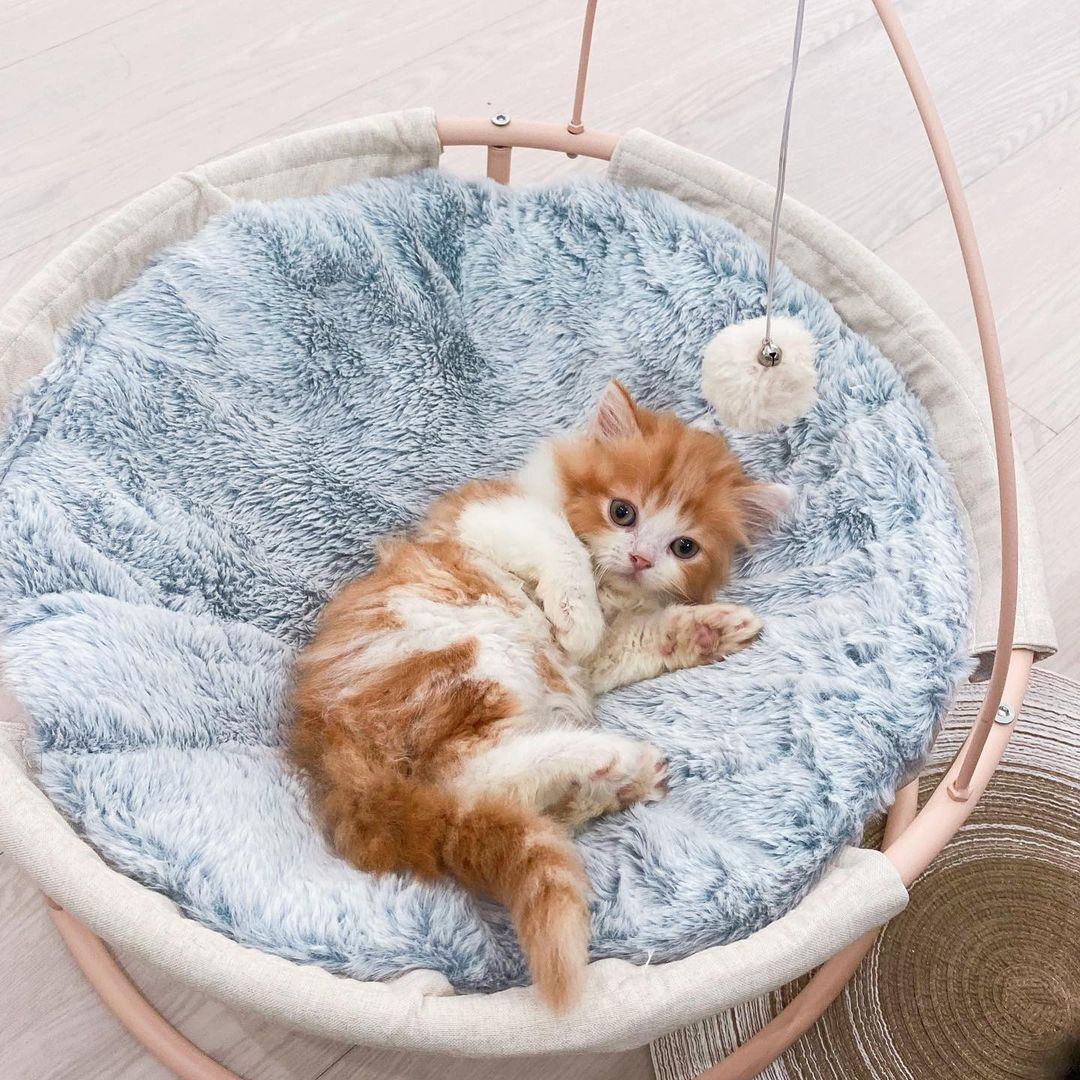 Paws Claws Cat Cafe Singapore