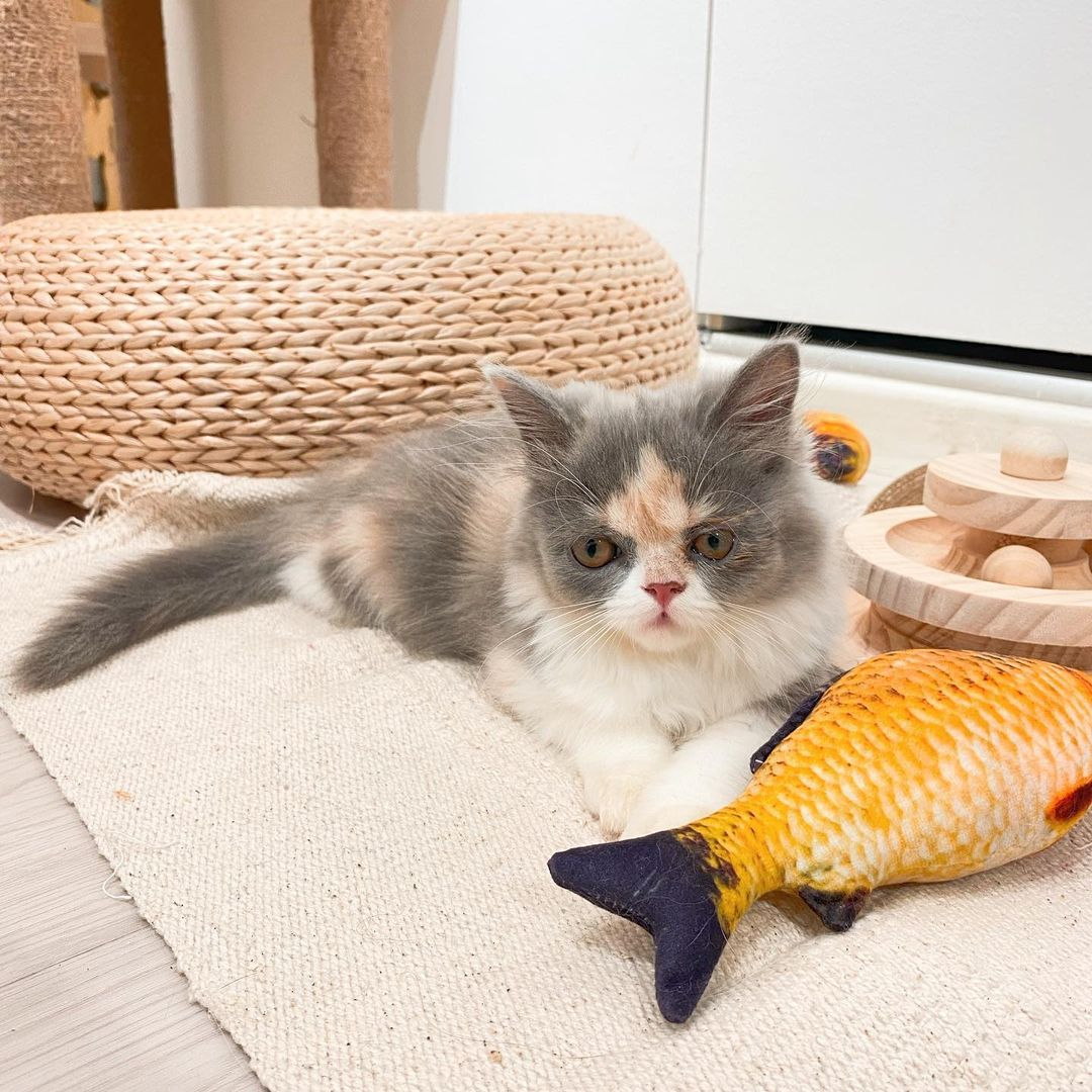 Paws Claws Cat Cafe Singapore