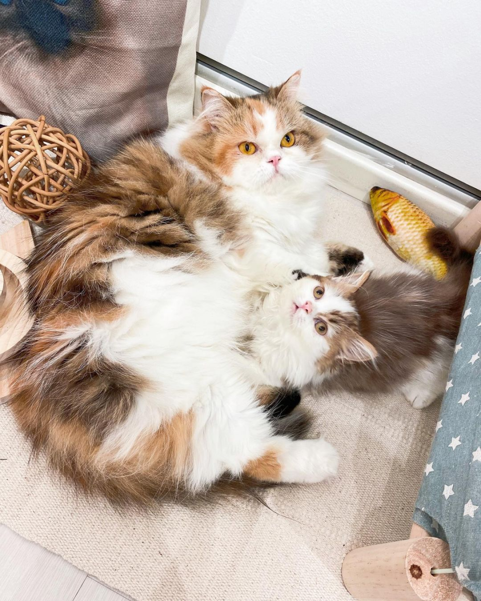 Paws Claws Cat Cafe Singapore