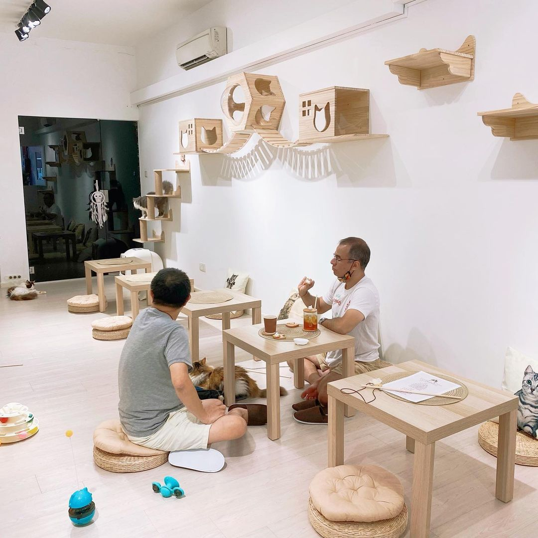 Paws Claws Cat Cafe Singapore