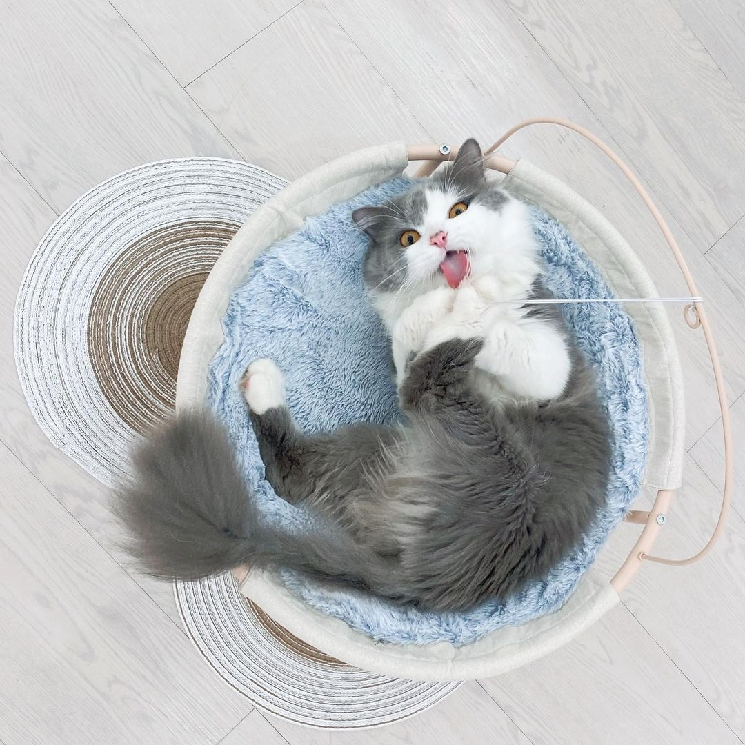 Paws Claws Cat Cafe Singapore
