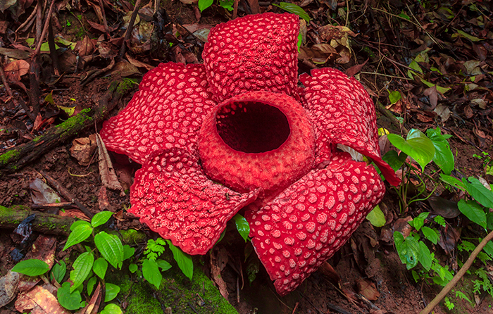 rock-herb-lipstick-flower-personality-test_rafflesia