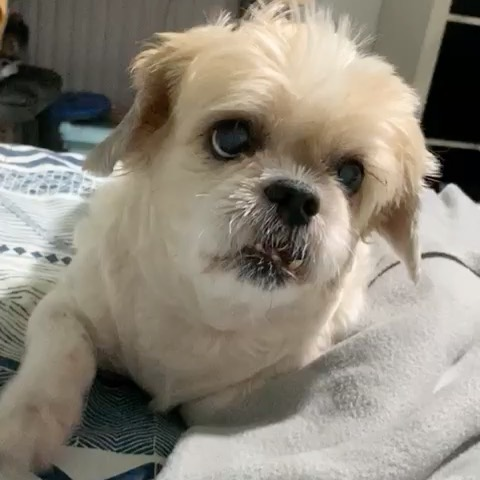 Samantha Tan NOC dog Minnie