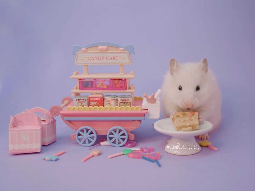 Syrian hamster tea party Singapore duoguotongdiary