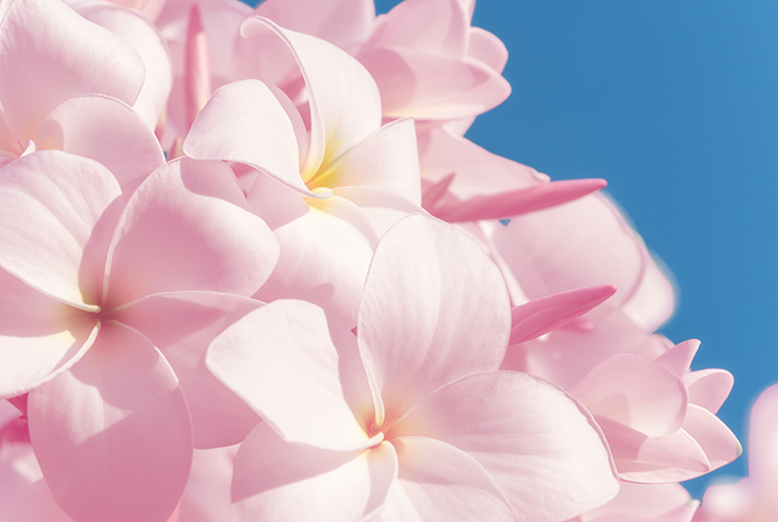 rock-herb-lipstick-flower-personality-test_frangipani