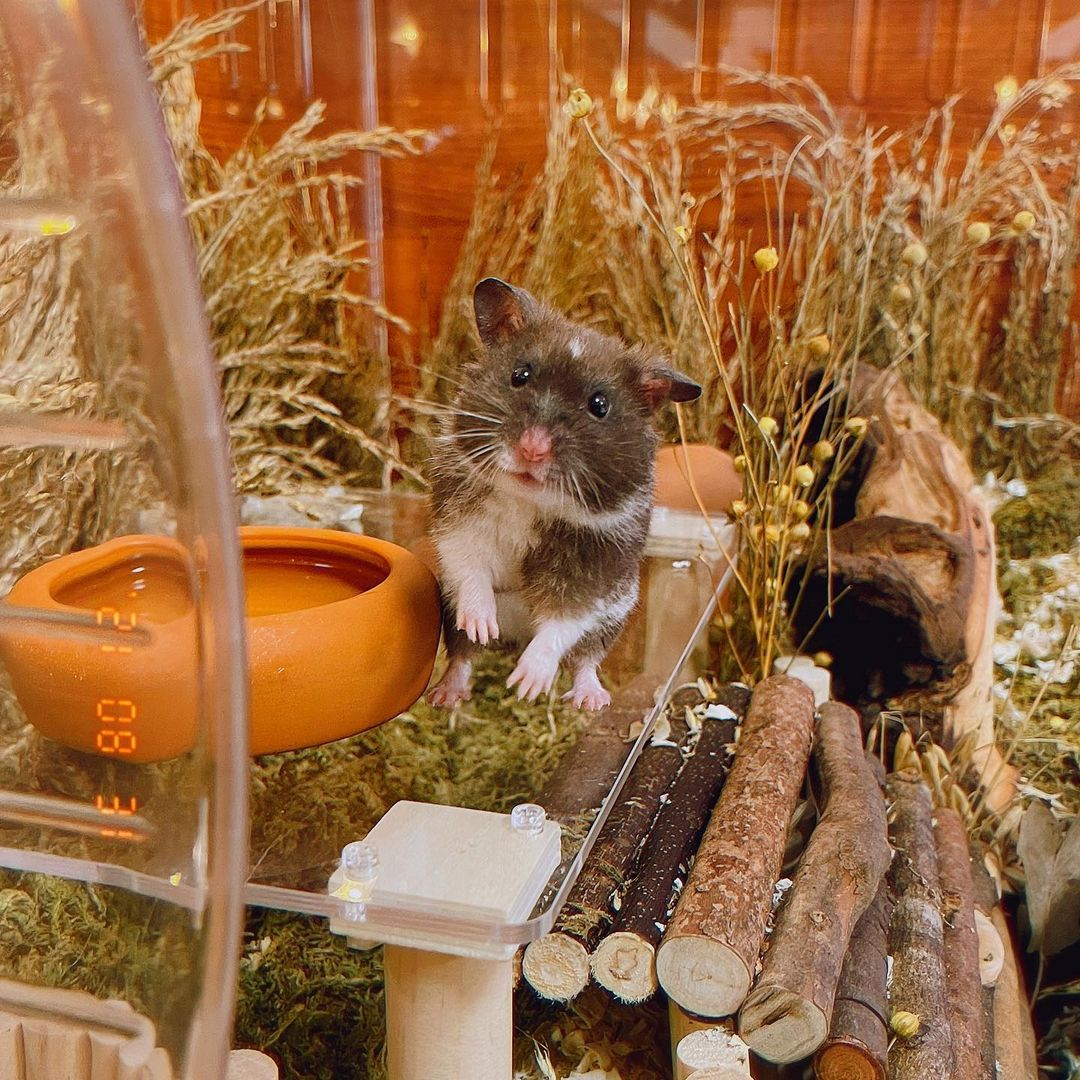 Syrian hamster tea party Singapore duoguotongdiary