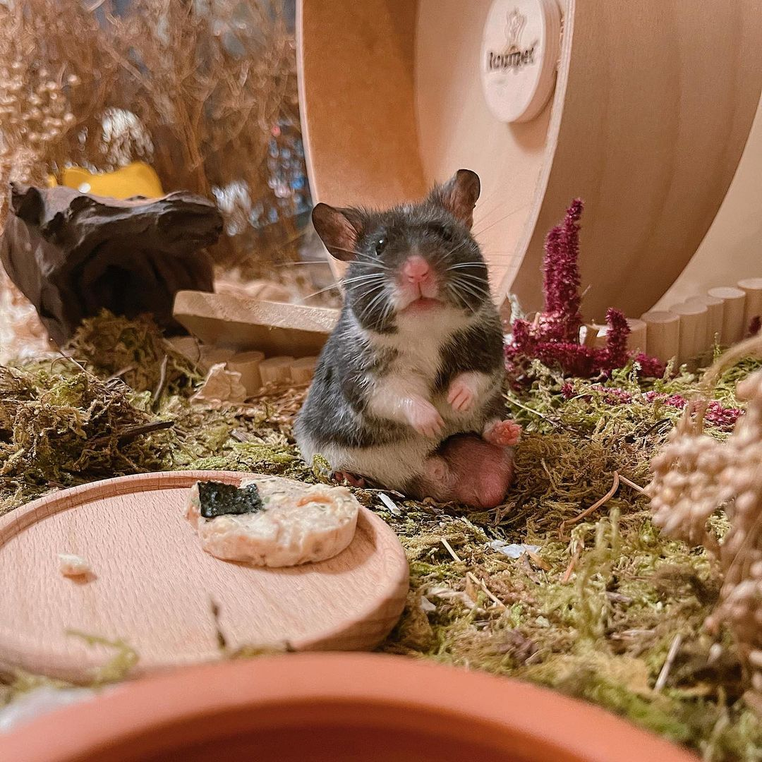 Syrian hamster tea party Singapore duoguotongdiary