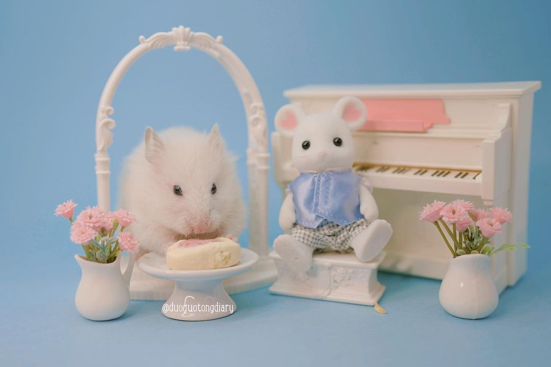Syrian hamster tea party Singapore duoguotongdiary