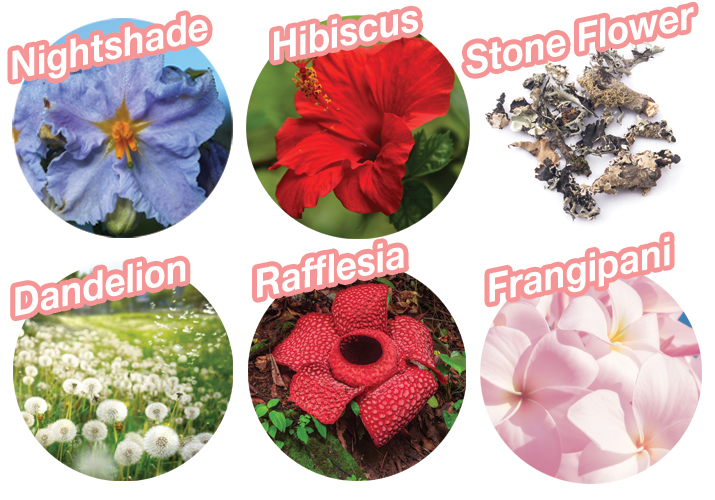 rock-herb-lipstick-flower-personality-test_1