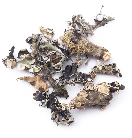 rock-herb-lipstick-flower-personality-test_stoneflower