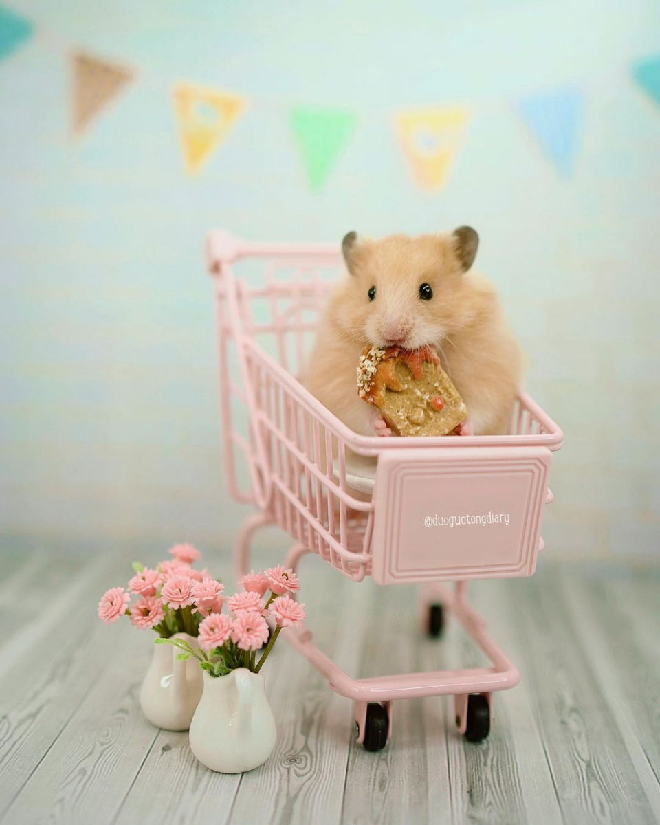 Syrian hamster tea party Singapore duoguotongdiary