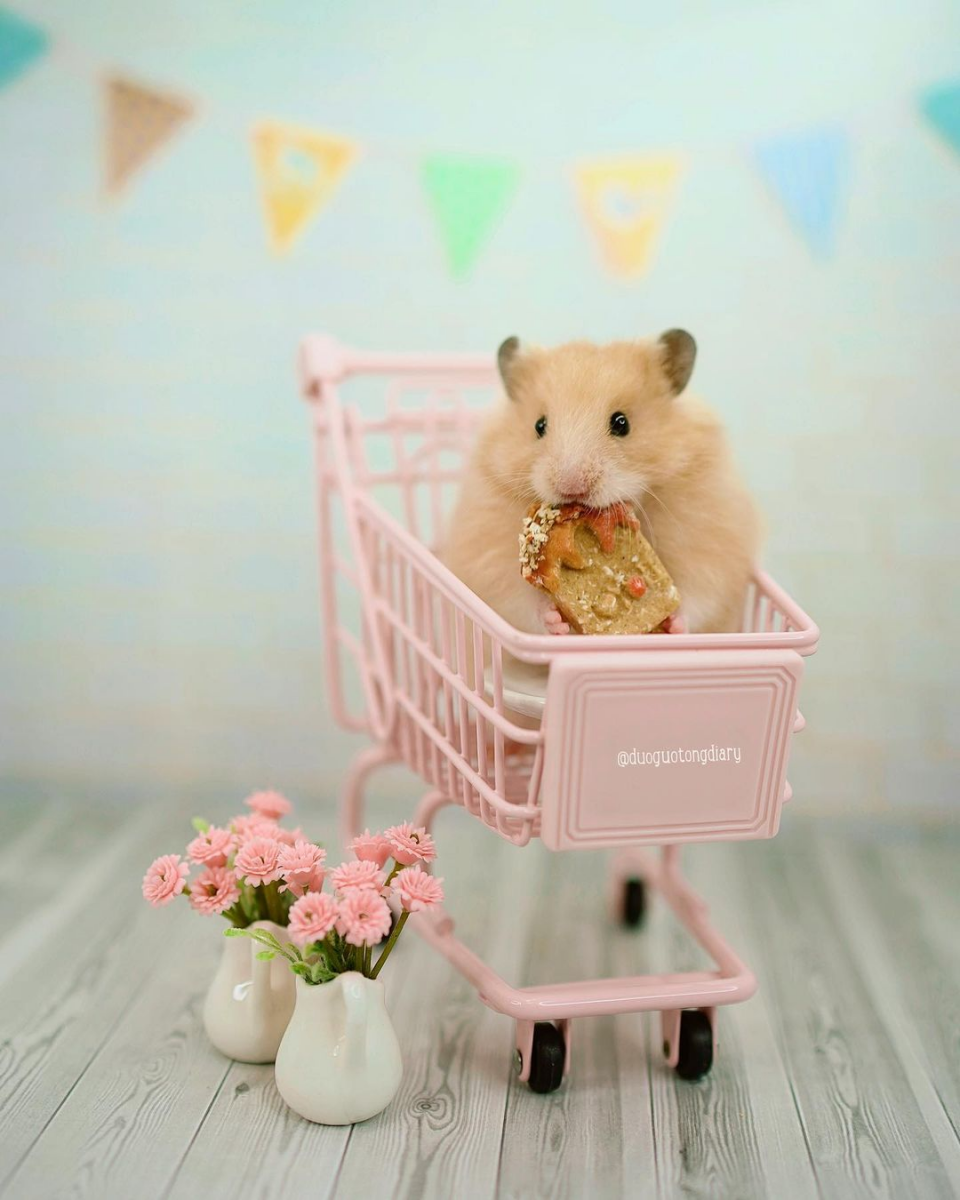 These Syrian Hamsters In Singapore Are Living The Life With Fancy Tea ...