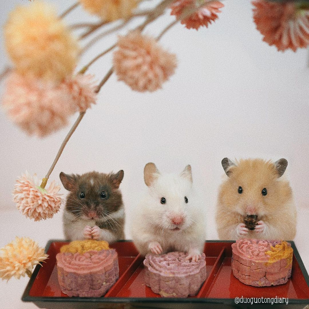 Syrian hamster tea party Singapore duoguotongdiary