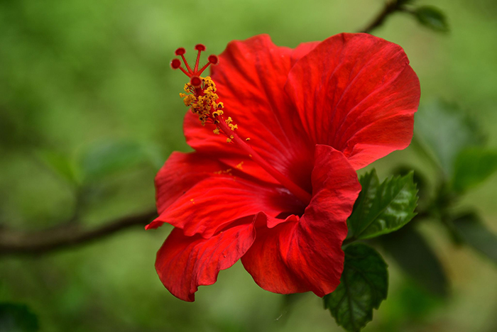 rock-herb-lipstick-flower-personality-test_hibiscus