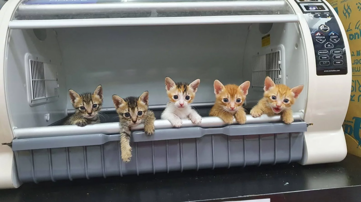 Catty Arty Furstival Kitten Sanctuary Singapore