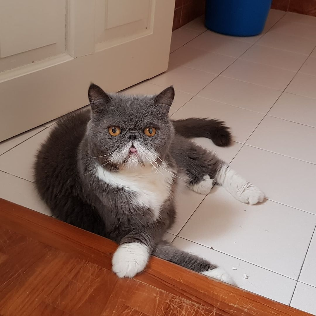 Catty Arty Furstival Kitten Sanctuary Singapore